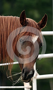 Arabian Mare