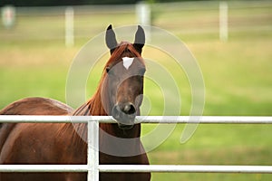 Arabian Mare