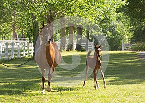 Arabian mare and colt in a green field with trees and a white board fence in the background