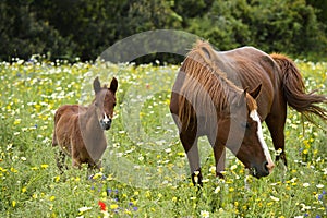 Arabian Mare with foal