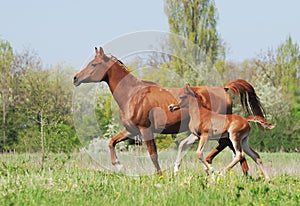 Arabian mare and foal running on pasture