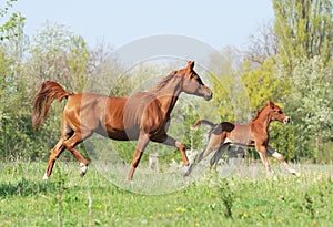 Arabian mare and foal running on pasture