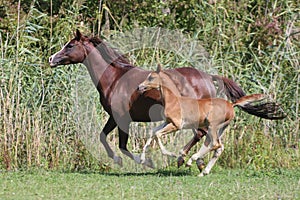 Arabian mare galloping in a meadow summertime