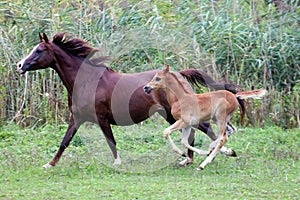 Arabian mare and her foal galloping on pasture