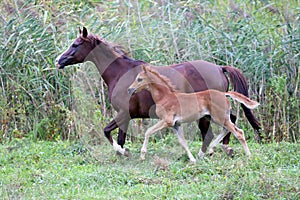 Arabian mare and her foal galloping on pasture