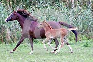 Arabian mare and her foal galloping on pasture