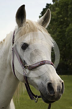 Arabian Mare Portrait