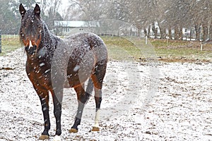 Arabian mare in snow