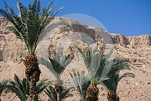 Arabian mideast scenic view. High palmtree in beautiful gorge formation En Gedy, in national Judean desert on shore of Dead Sea photo