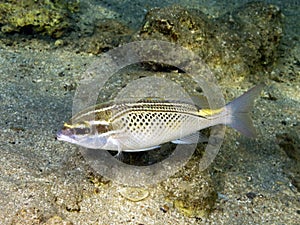 Arabian monocle bream fish photo