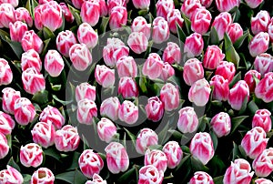 Arabian Mystery Pink Tulips