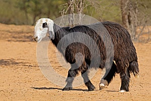 Arabian Nadji sheep of the Arabian Peninsula