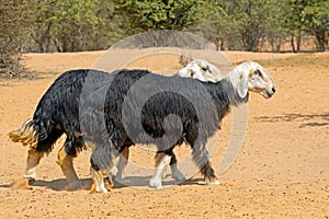 Arabian Nadji sheep - Arabian Peninsula photo