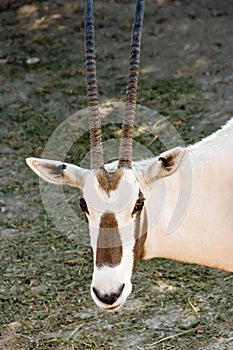 Arabian oryx