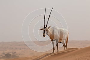 Arabian Oryx