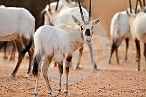 Arabian Oryx