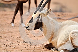 Arabian Oryx