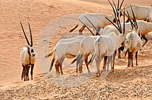 Arabian Oryx