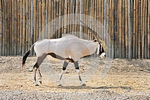 Arabian Oryx