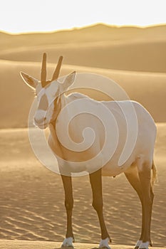 Arabian oryx