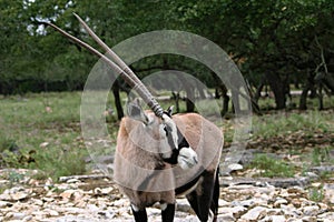 Arabian Oryx