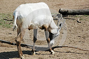 Arabian Oryx