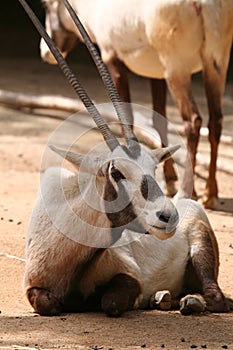 Arabian oryx