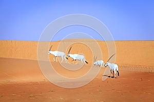 Arabian Oryx