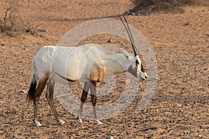 Arabian oryx, also called white oryx Oryx leucoryx in the desert near Dubai, UAE