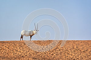 Arabian oryx, also called white oryx Oryx leucoryx in the desert near Dubai, UAE photo