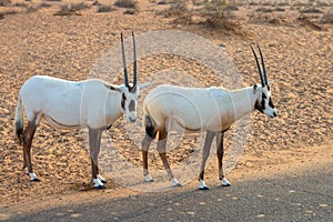 Arabian oryx, also called white oryx Oryx leucoryx in the desert near Dubai, UAE