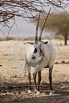 Arabian Oryx antelope