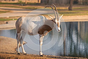 Arabian Oryx antelope grazes near a water pond. A living symbol of the United Arab Emirates and Saudi Arabia