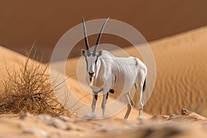 Arabian oryx antelope standing in the middle of a desert