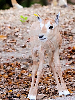 Arabian oryx baby