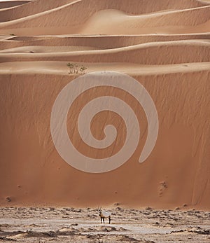 Arabian Oryx in desert
