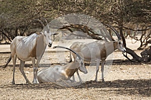 Arabian Oryx in the desert