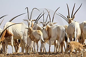 arabian oryx in the desert