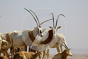arabian oryx in the desert