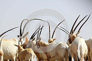 arabian oryx in the desert