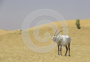 Arabian oryx in a desert near Dubai