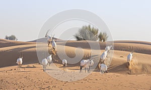 Arabian oryx in a desert near Dubai