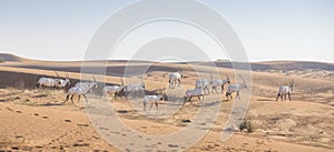 Arabian oryx in a desert near Dubai