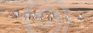 Arabian oryx in the desert after sunrise. Dubai, United Arab Emirates.