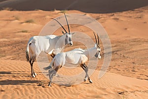 Arabian oryx in the desert after sunrise. Dubai, United Arab Emirates.