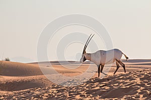 Arabian oryx in the desert after sunrise. Dubai, United Arab Emirates.