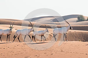 Arabian oryx in the desert after sunrise. Dubai, United Arab Emirates.