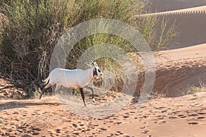 Arabian oryx in the desert after sunrise. Dubai, United Arab Emirates.