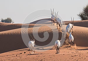 Arabian oryx in the desert after sunrise. Dubai, United Arab Emirates.