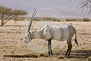Arabian oryx eating